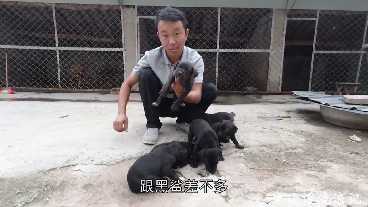 小溪投资60000元养殖猛犬，13条幼犬越养越少，到底咋回事？