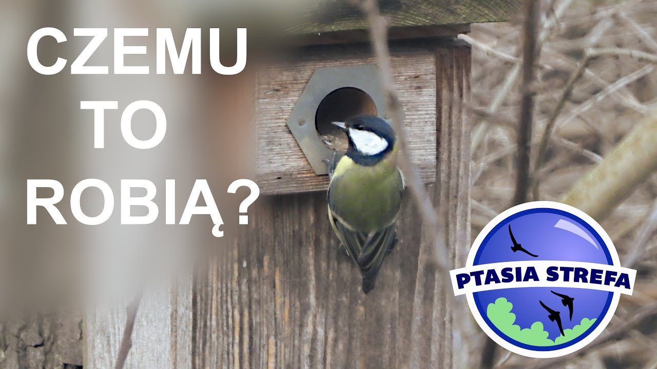Dlaczego zaglądają do budek ?
