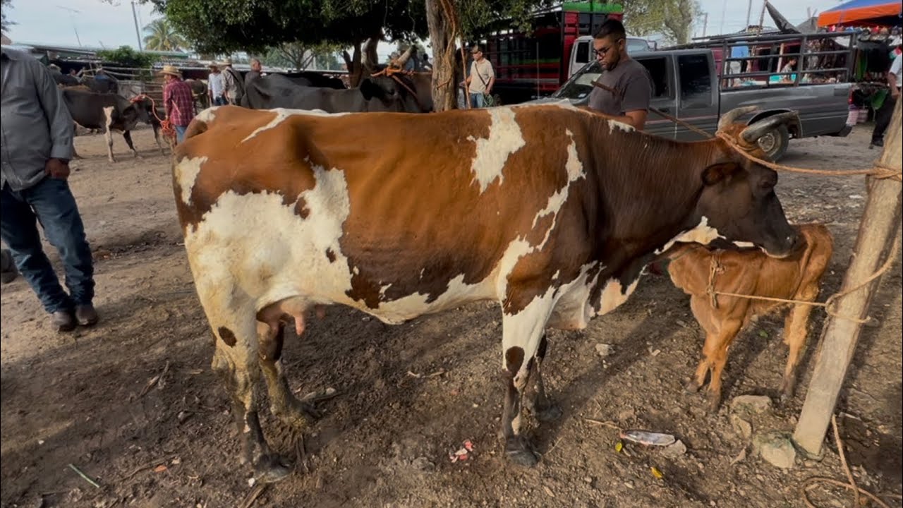 VACAS LECHERAS EN EL TIANGUE DE CUSCATLÁN SAN RAFAEL CEDROS