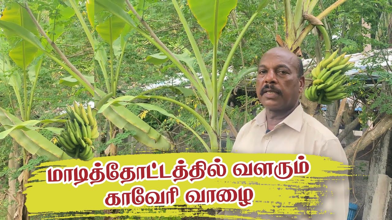 How to plant Kaveri banana in terrace garden? II மாடித்தோட்டத்தில் வளரும் காவேரி வாழை