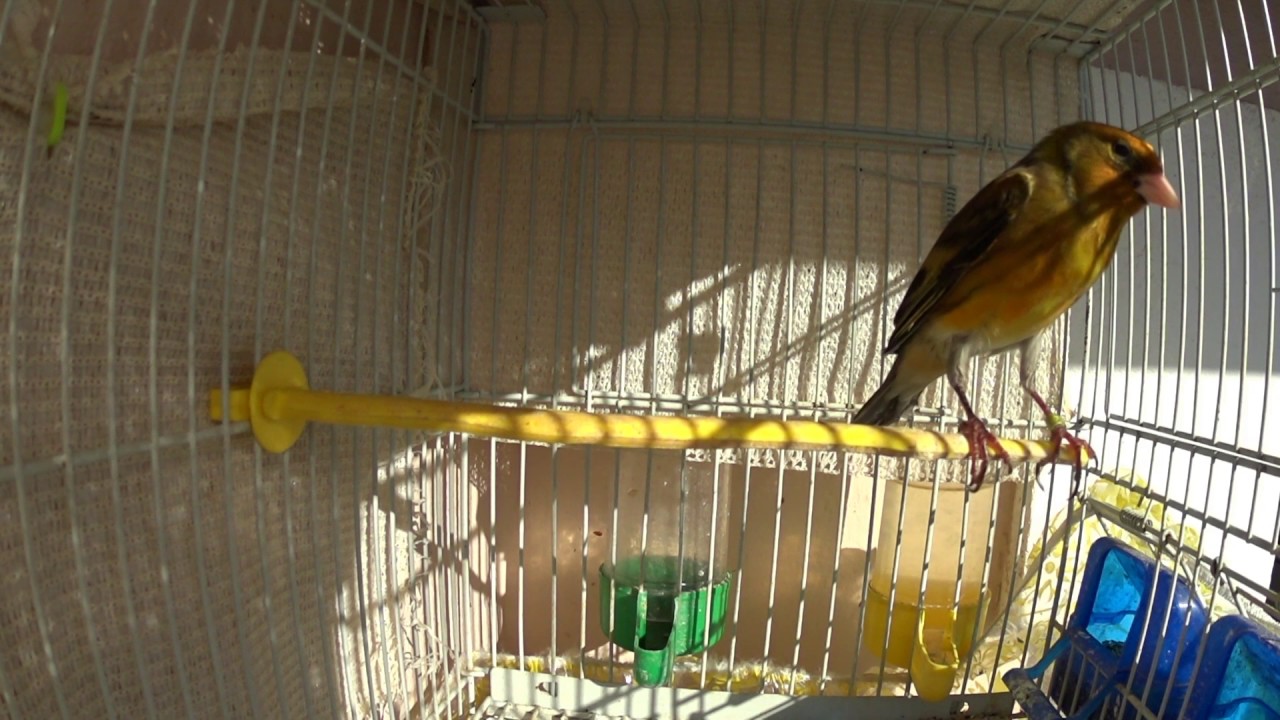 Goldfinch jilguero karderina x canary kanarini
