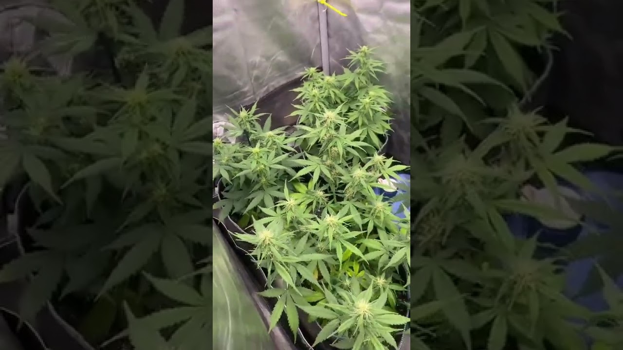HAPPY 420 !! GorillaGlue Critical Purple Update Comming Soon #420grow #happy420day #cannabisplants