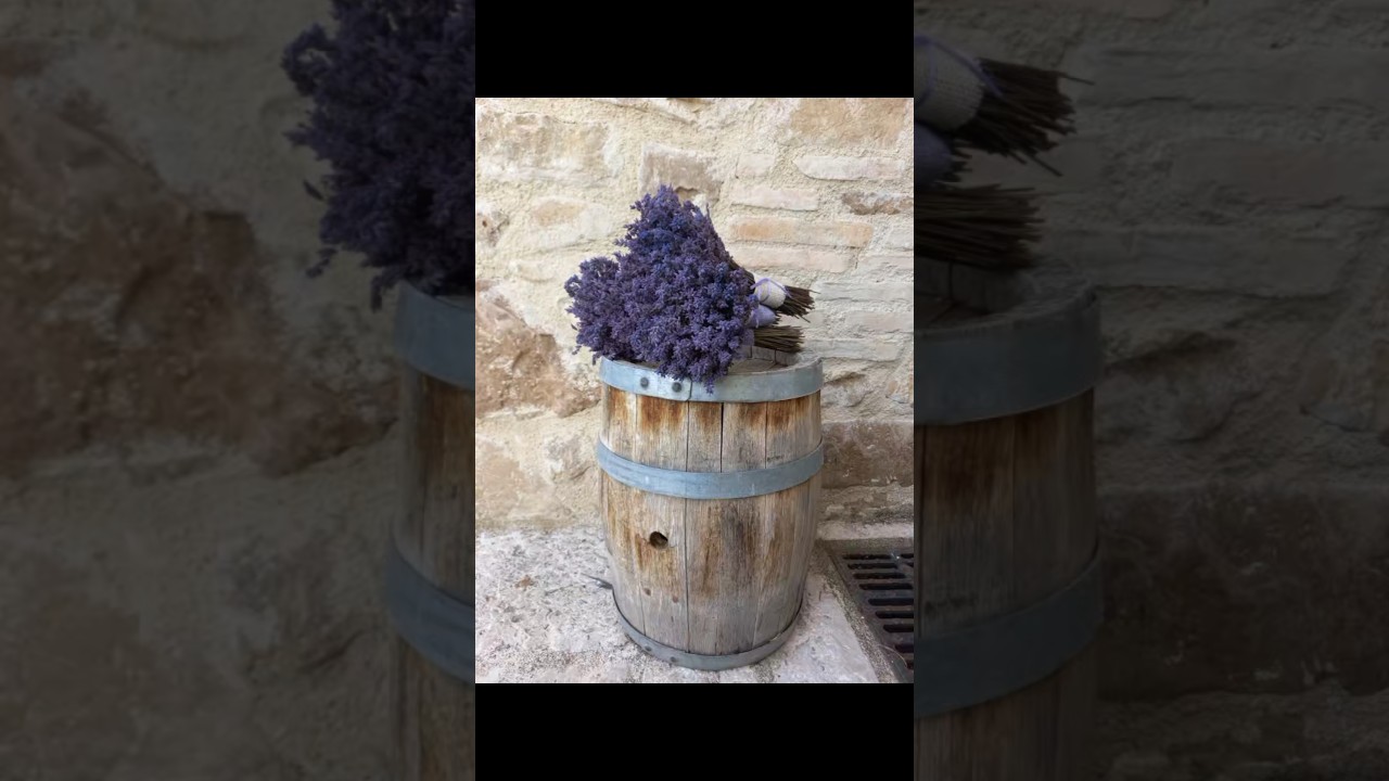 Lavanda #country #shabbychic #lavanda #flower #rustic #rusticdecor # #plants #fiori #garden #plants