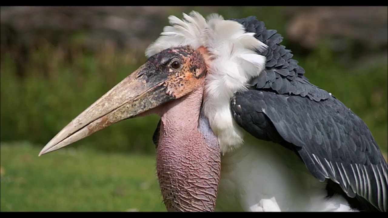 Der Marabu