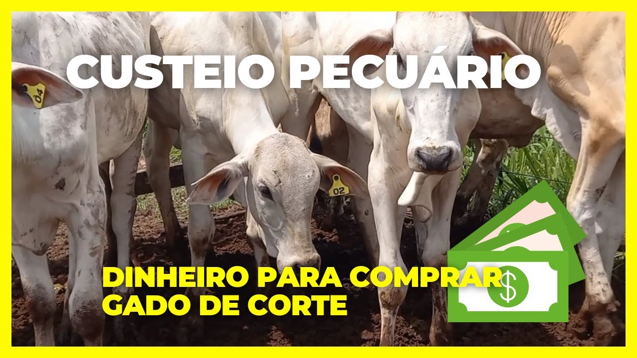 Empr&eacute;stimo para comprar gado de corte - Custeio Pecu&aacute;rio #pronaf #agriculturafamiliar