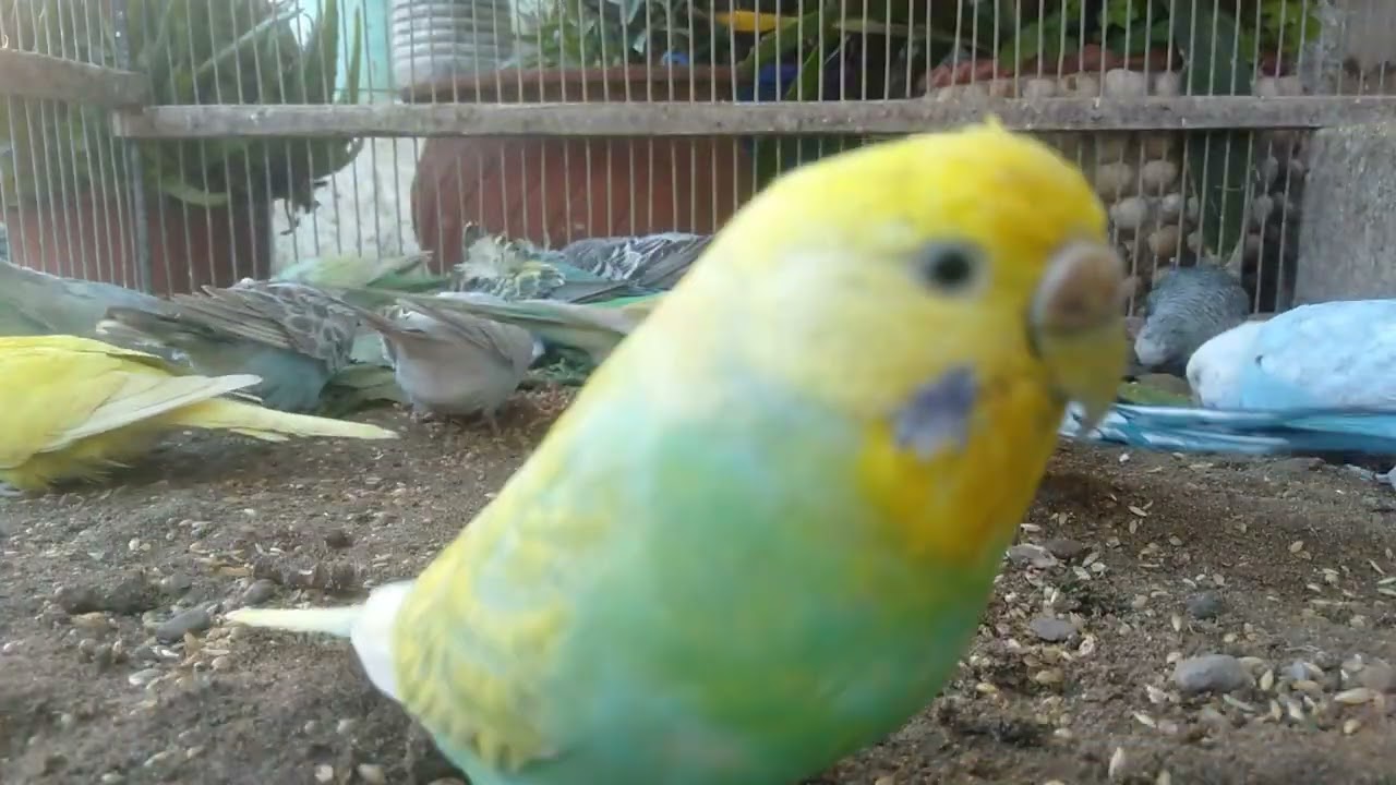 🐦密着24時｜日常ルーティンでわかる本当の快適さ