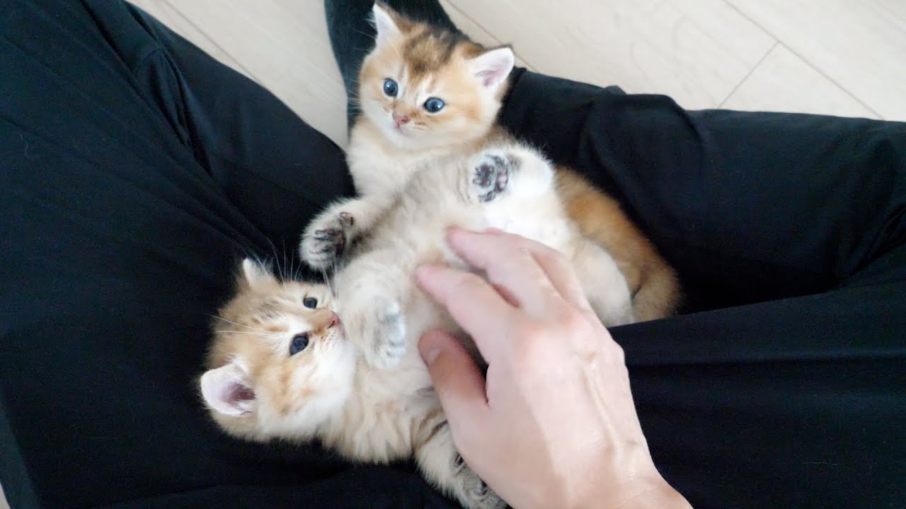 The kittens are sleeping on my lap. What would you call this if not happiness?