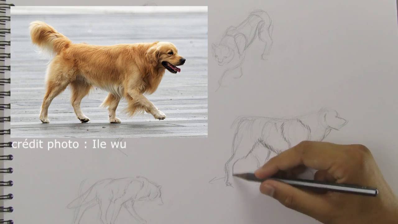 Comment faire des croquis rapides d'animaux