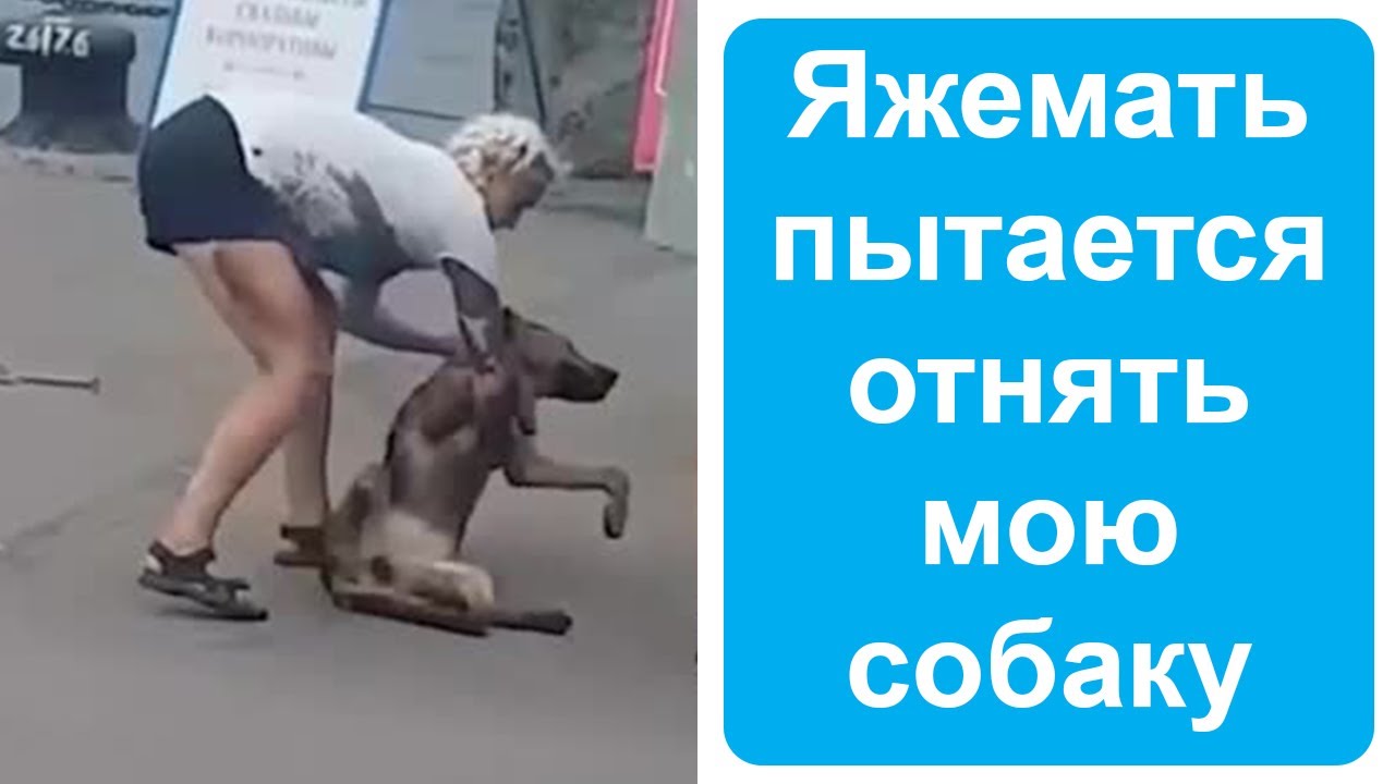Яжемать пытается забрать мою собаку. Яжемать истории