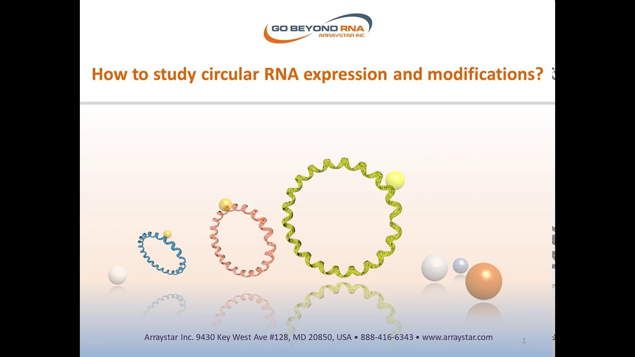 How to study Circular RNA expression and modifications?