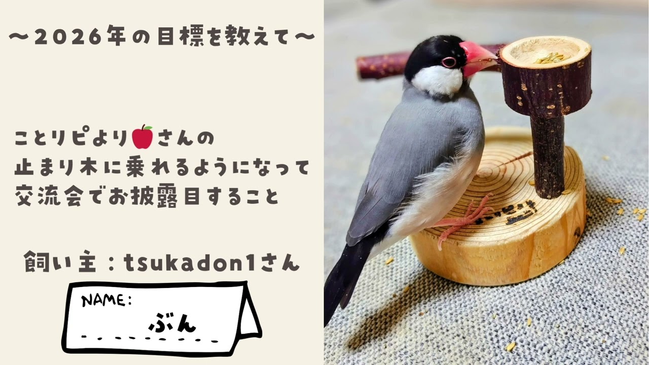 【みんなの愛鳥紹介】見て！見て！ウチの子（2026年1月）