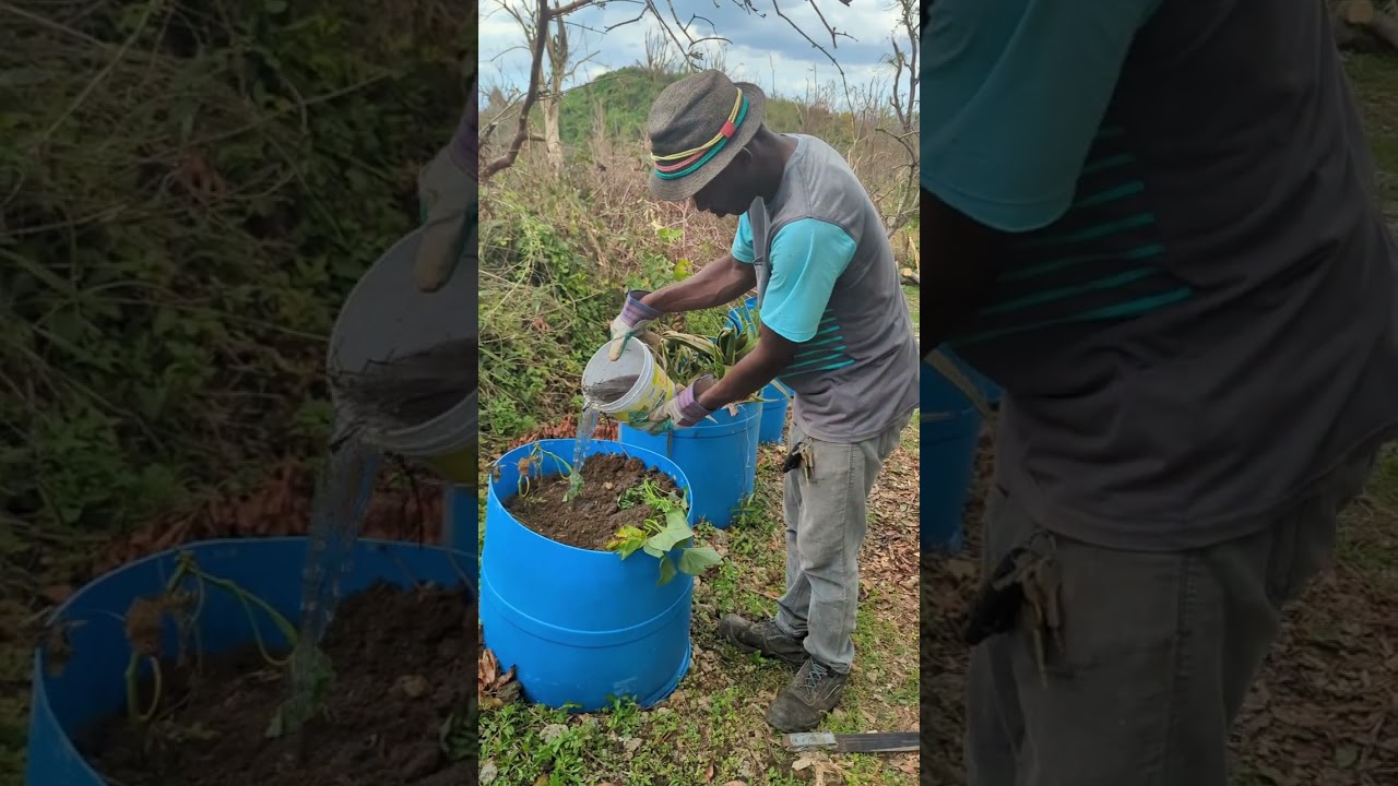 Give Thanks For Life | A Story of Resilience After Hurricane Melissa
