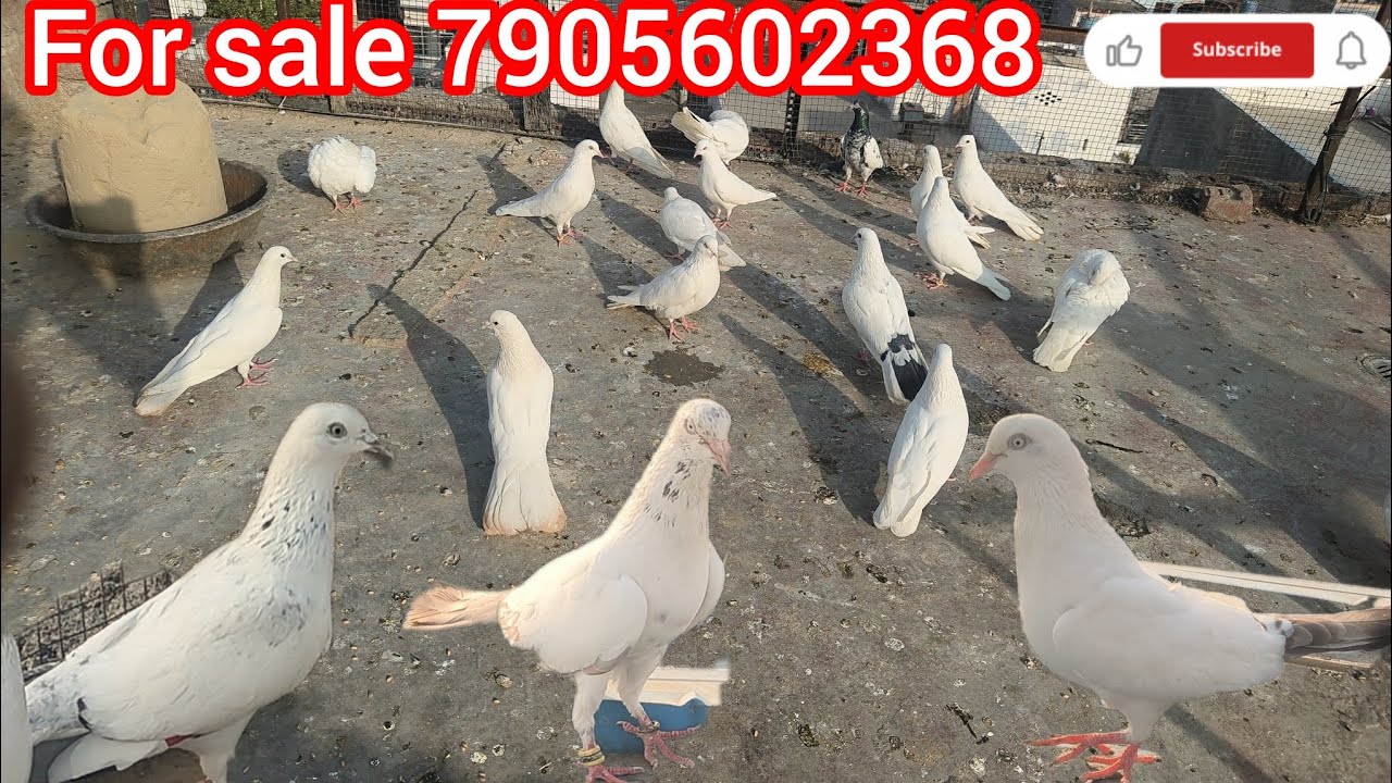 Bedaagh Nesavre Allahabadi High flyer desi kabutar for sale total 17 pis contact number7905602368