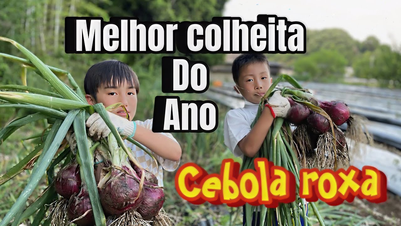 Fiquei surpreso com a produção de cebola