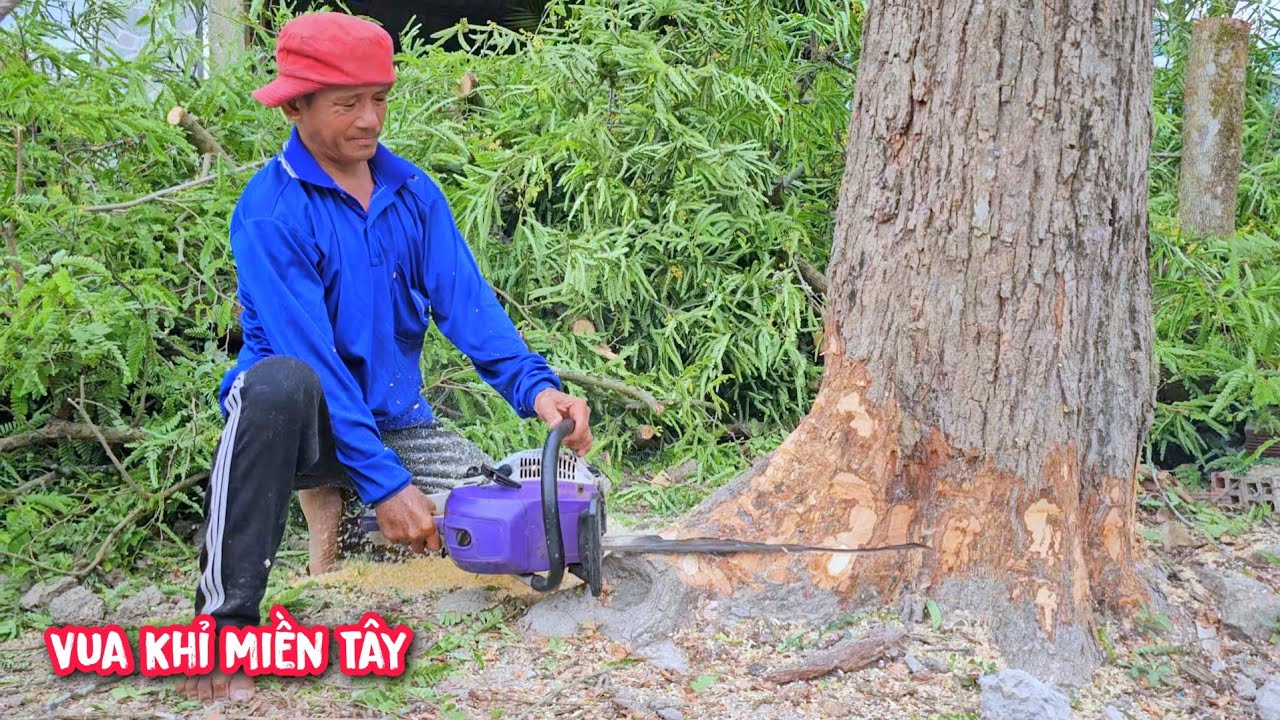 Vua Khỉ cưa cây Me lớn có quá nhiều đường dây điện.