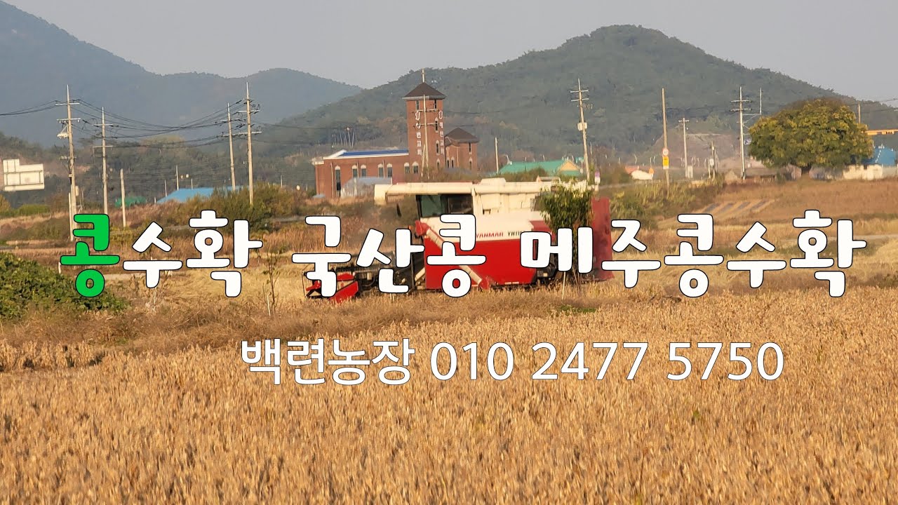 콩수확시기 콩수확 백련농장