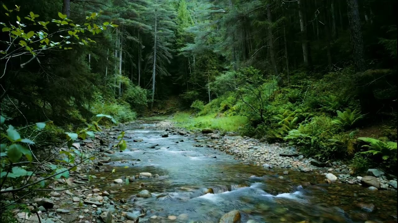 Gentle Forest Stream & Creek Ambience | Sleep, Stress Reduction, Tranquility, and Anxiety Relief