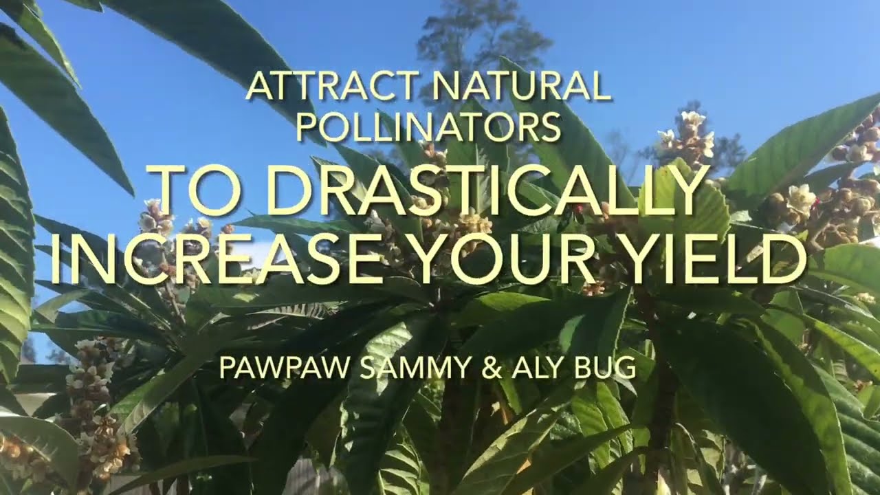 Why Attract Natural Pollinators? I Wish I Had Known This Sooner ​⁠@PawpawSammyAlyBug