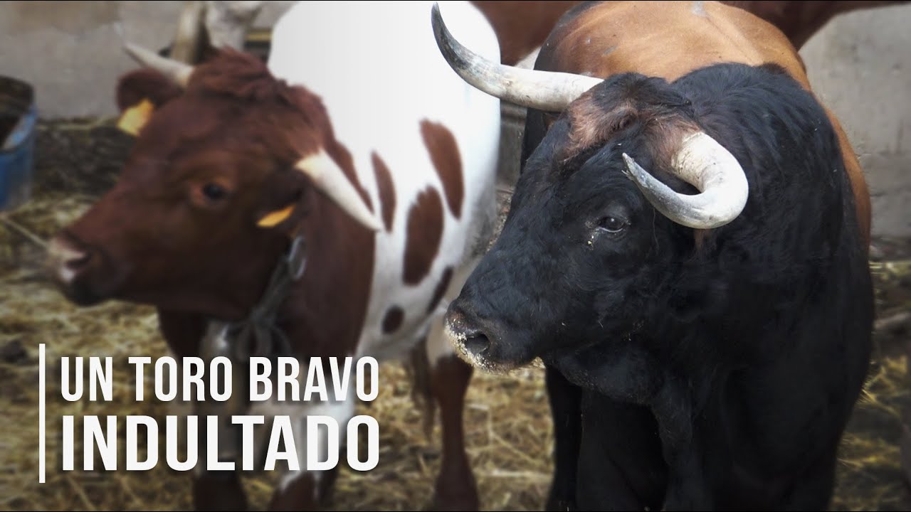 El Toro Bravo indultado de la Ganadería de Toros Bravos Conde de Mayalde 2020
