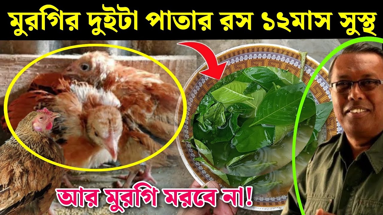 মুরগির ২টা পাতা দিয়ে সারা বছর সুস্থ রাখুন 🐔🌿 Desi Murgi Palan | দেশি মুরগি পালন পদ্ধতি