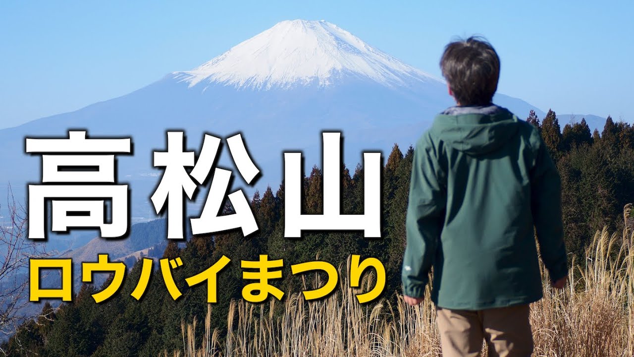 【寄ロウバイまつり2026】高松山に登ってロウバイを見に行こう【神奈川県松田町・冬の黄色い花園】