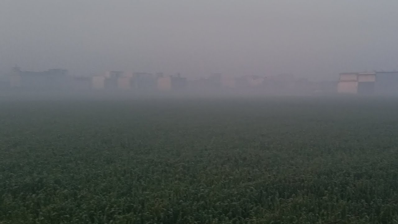सुबह की सहर करते हुए काले सफेद कुत्तों ने पकड़ लिया 