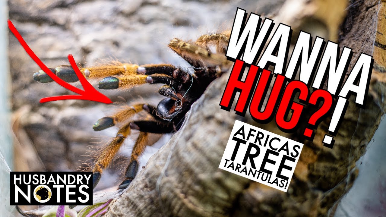 Best Africa Tree Tarantula?  Stromatopelma & Heteroscodra