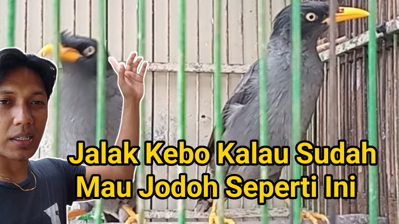 Begini Kalau Jalak Kebo Real Sejodoh || Motta Aditya