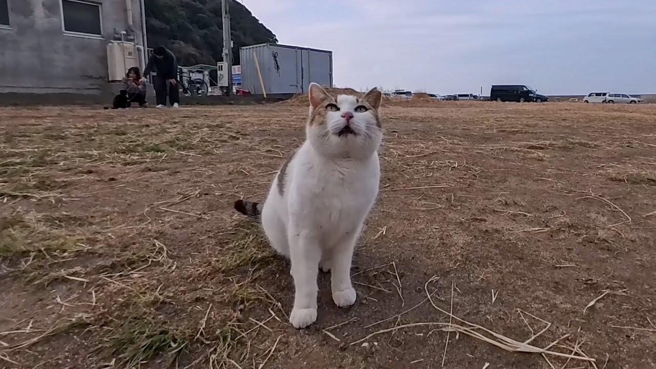 漁港前の広場によく喋る猫ちゃんいました