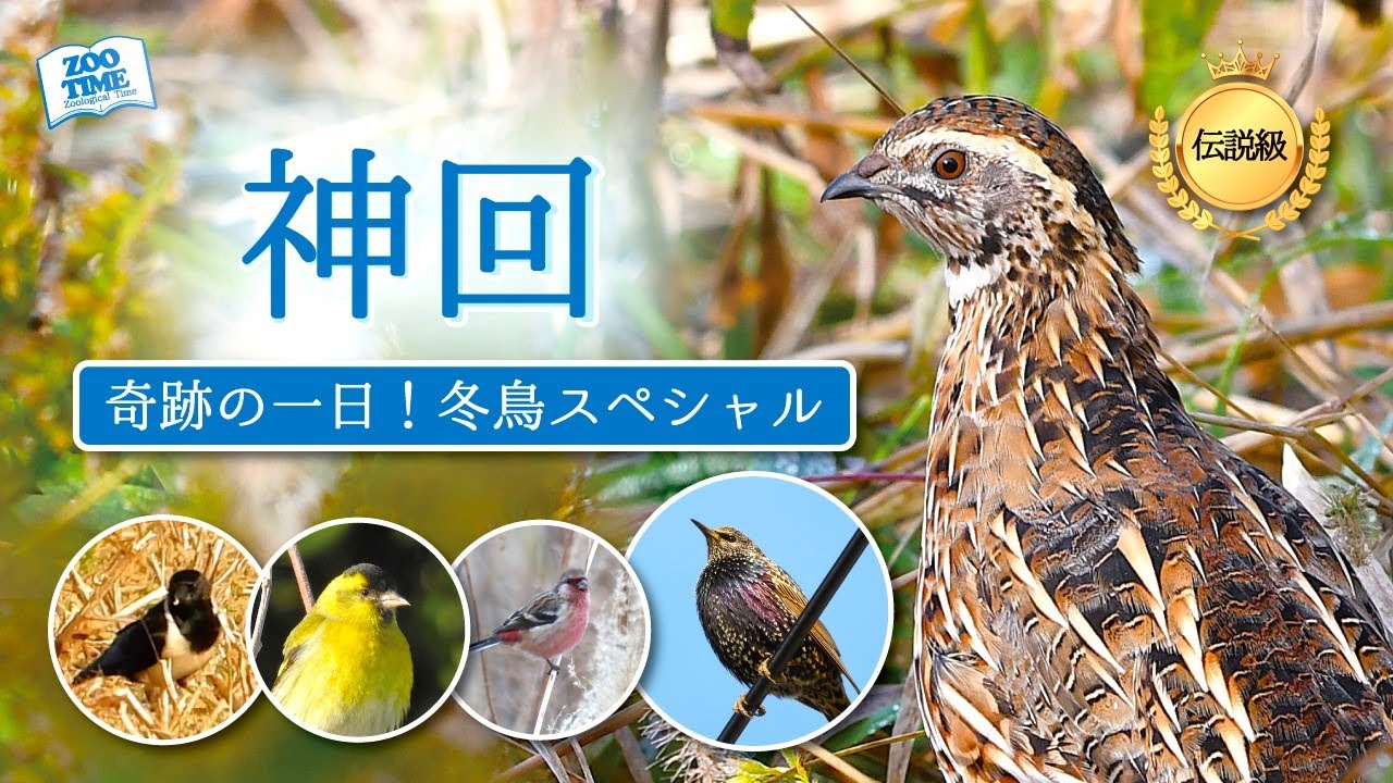 【69 伝説級の発見】幻の鳥から身近な冬鳥まで📷自然は奇跡の連続！