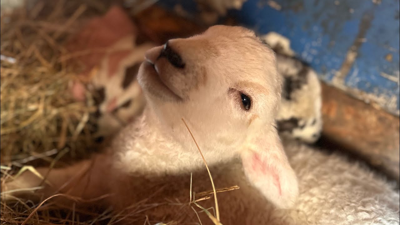 One way or another the lambs are getting fed!