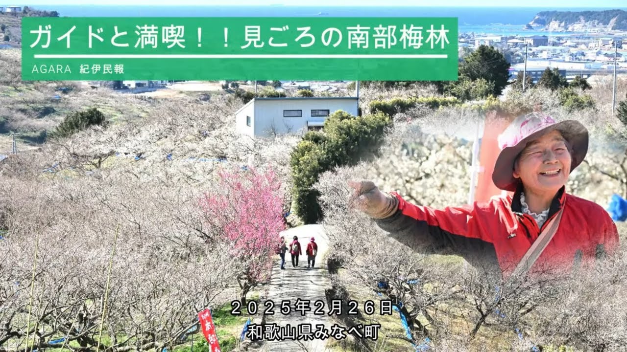 ガイドと満喫！見ごろの南部梅林