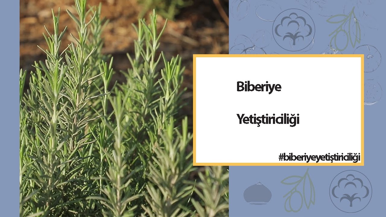 Biberiye Yetiştiriciliği