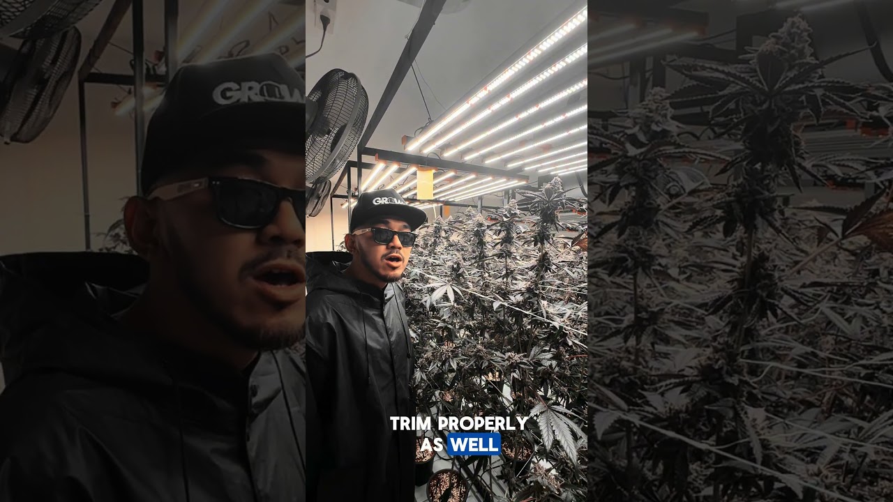 Grow4u_Ice Cream Cake (Strain Review)