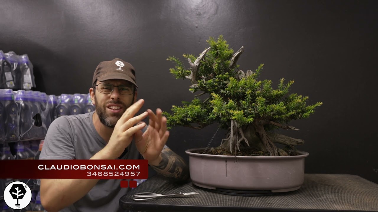 COME CREARE E MANTENERE UN JIN SUL BONSAI
