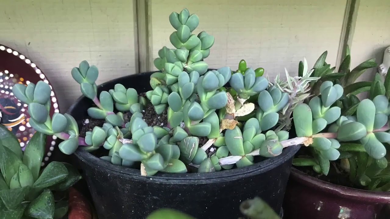 Diferentes Succulentas 🍀🌿☘️
