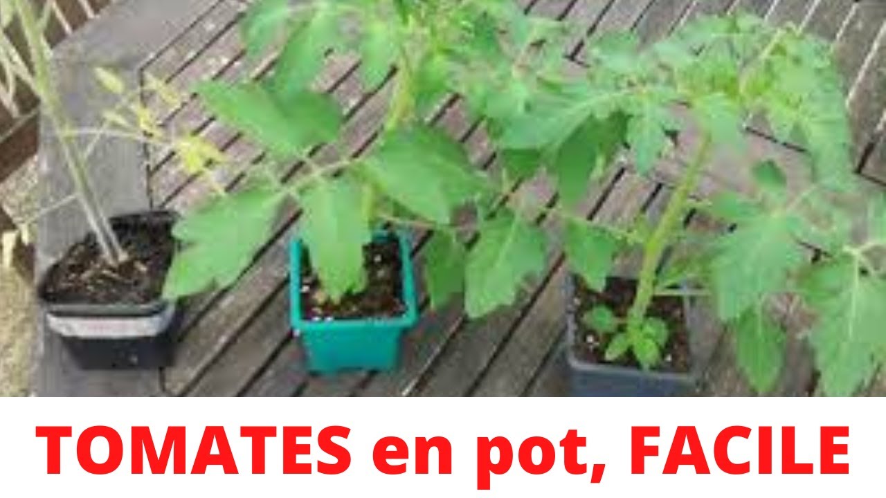 TOMATES en pot, FACILE !