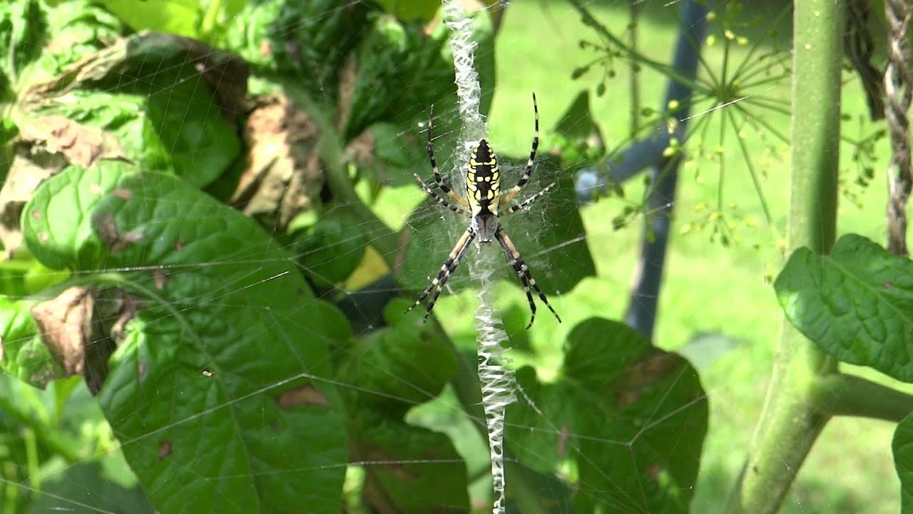 Argiope aurantia (The Garden Spider) Produces Swathing Band on Bad Bug