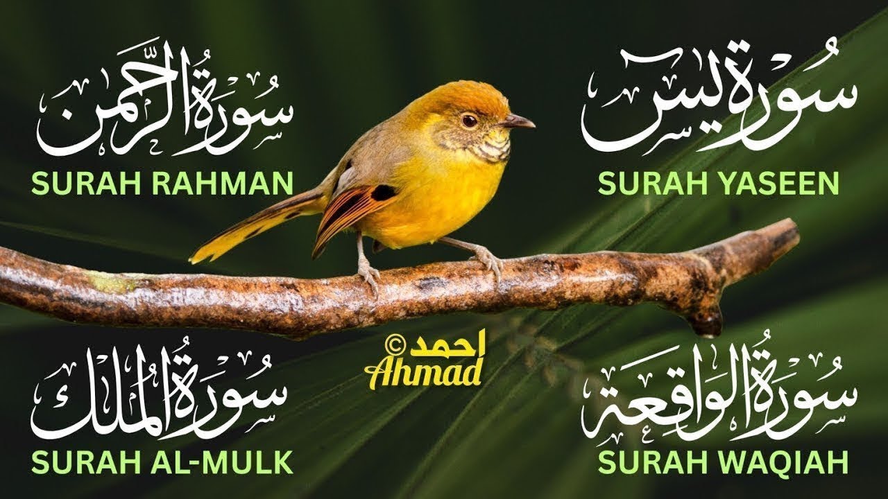 Beautiful Recitation of Surah Yasin | Surah Rahman | Surah Waqiah | Surah Mulk By Mukhtar Al Haaj