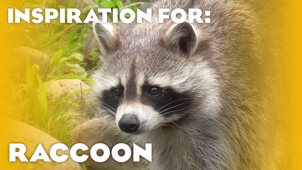 35 Real Raccoon Habitats! (Planet Zoo Inspiration)