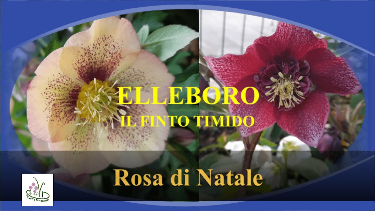 ELLEBORO: UN FIORE DA COLLEZIONISTI