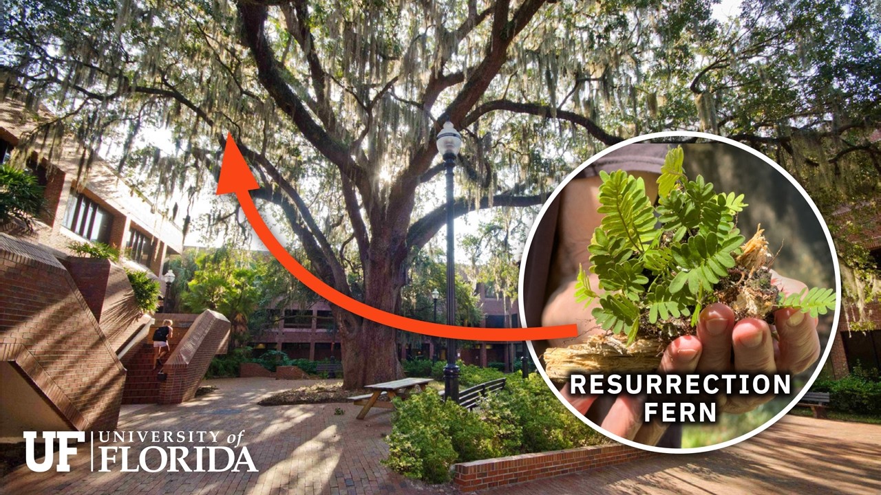 12 minutes of tree species facts | University of Florida