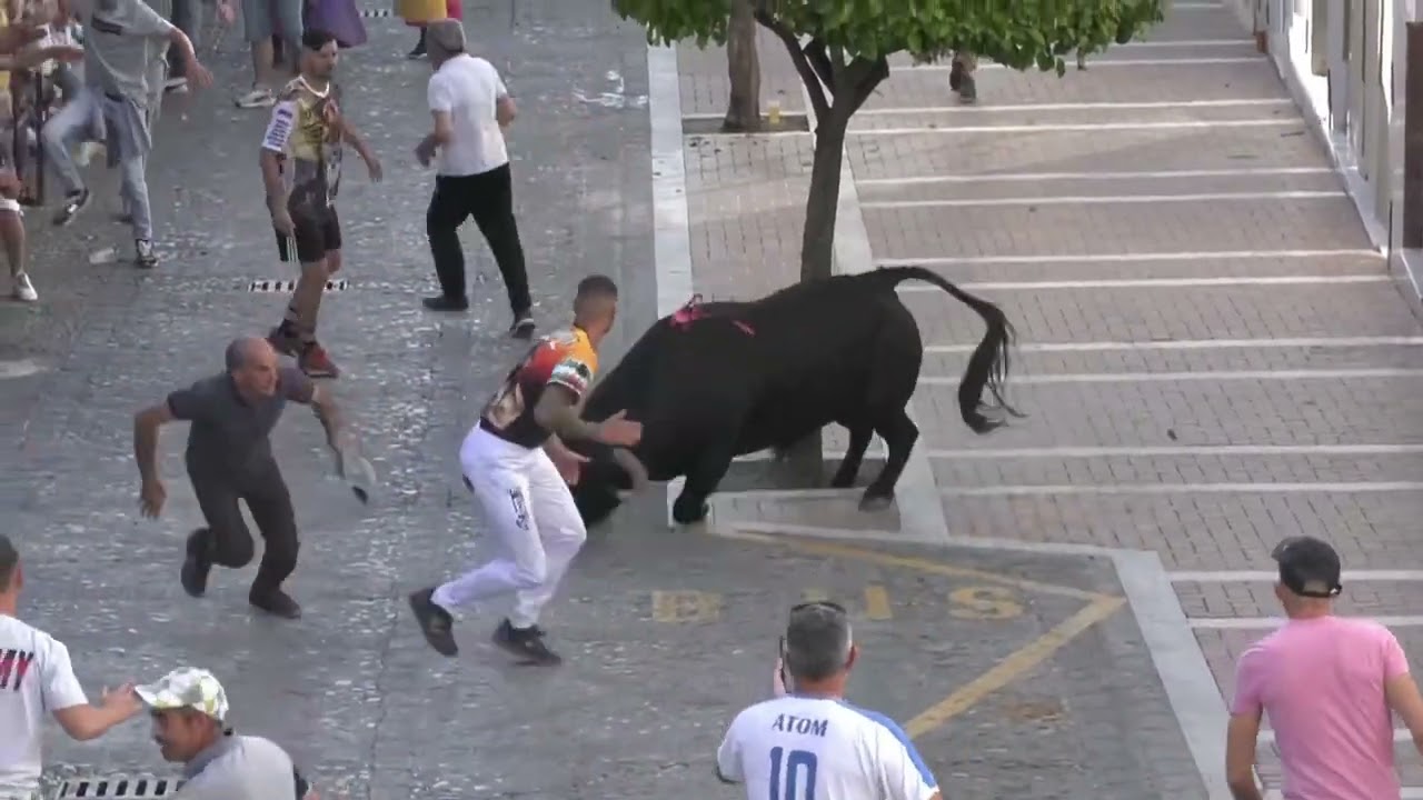 TORO DE LA PEÑA ARCOS 2024 BLQ2