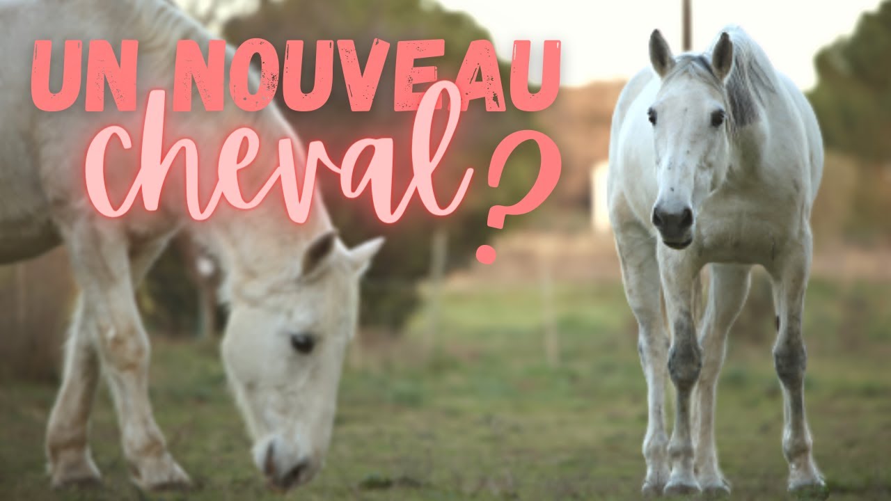 UN NOUVEAU CHEVAL À LA MAISON - un début mouvementé 🤪