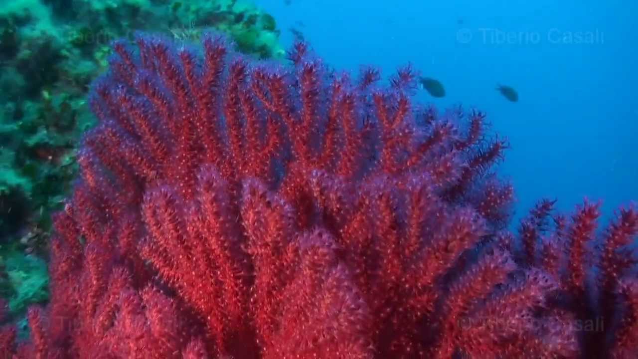 Sardegna Nord Orientale; Bocche di Bonifacio; Corsica Sud Orientale. [HD 720p]