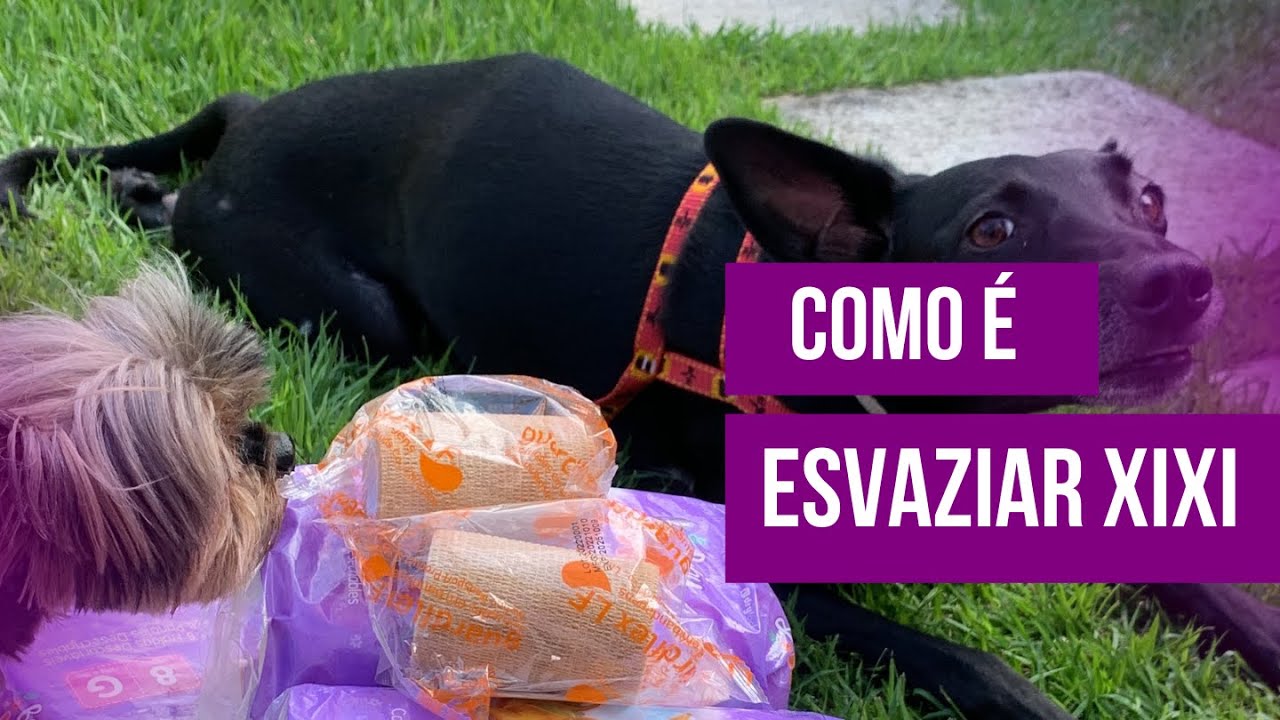 COMO ESVAZIAR A BEXIGA DE UM CACHORRO PARAPLÉGICO