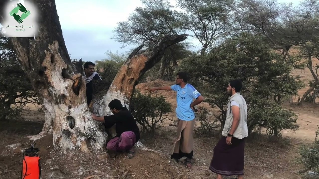 شجرة الميطان (الزيتون البري) تستغيث من يغيثها ؟المتطوعين ام الجهات المختصة