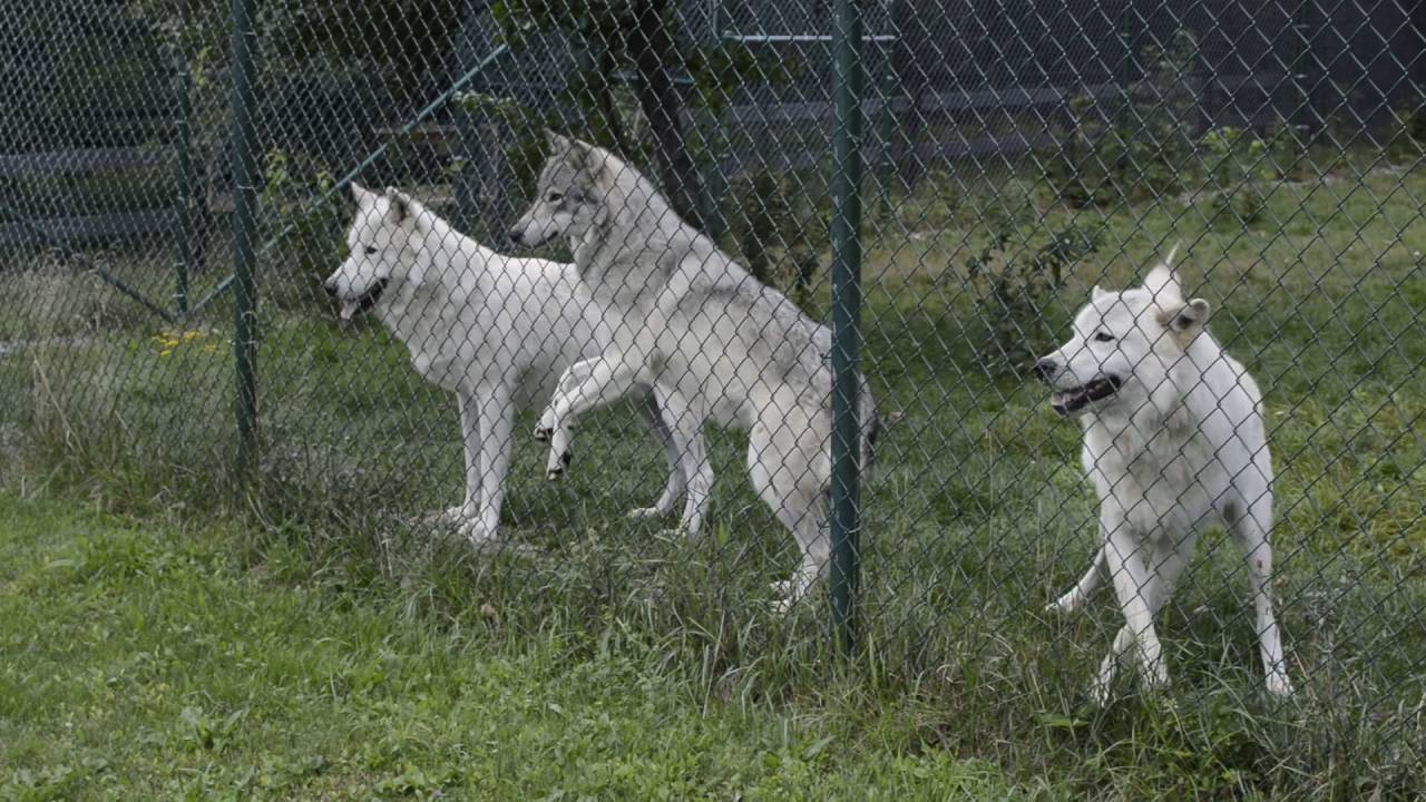 Arctic and Tundra Wolves being fed