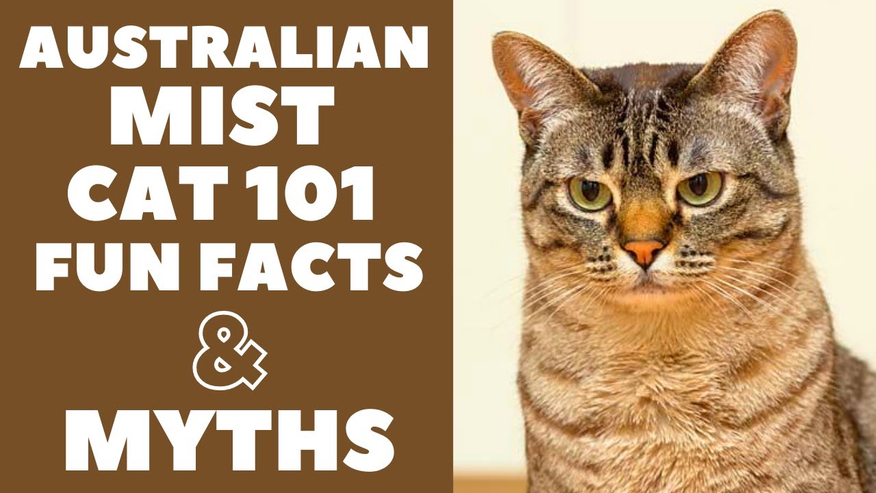 Australian Mist Cats 101 : Fun Facts & Myths