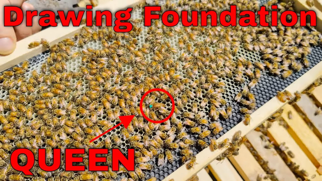 🔵What Your New Bees Need! - NUC Follow Along Ep. 2 - Drawing Foundation